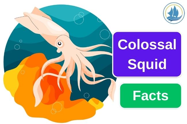 5 Colossal Squid Fun Facts That Will Fascinate You